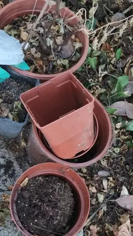 pots plastiques plantes
