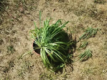 plante verte (plante araignée)