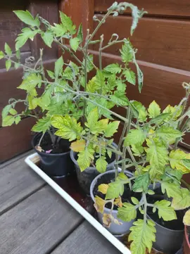 plants de tomates