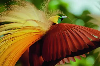 LOT de 13 cahiers hors-série photos animalières Terre Sauvage
