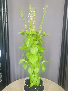 Donne plants de basilic sacré, tulsi.