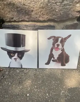 cadre chien et chat