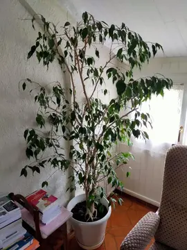 Ficus