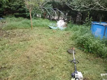 herbe tondue
