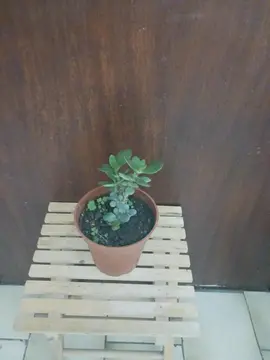 plante en pot terre de jardin