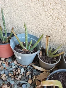 PLANTS ALOE VERA