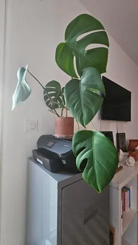Monstera en pot terre cuite/ plante d’interieur