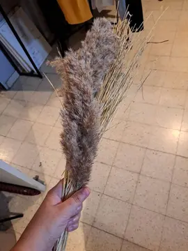 fleurs de pampa