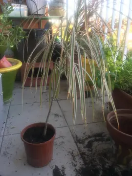Dracaena