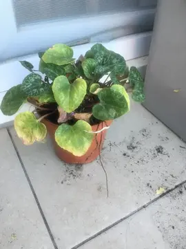 Cyclamen