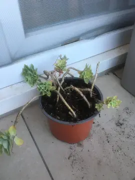 Plante grasse : Aeonium haworthii
