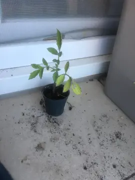 Petit pied de tomate