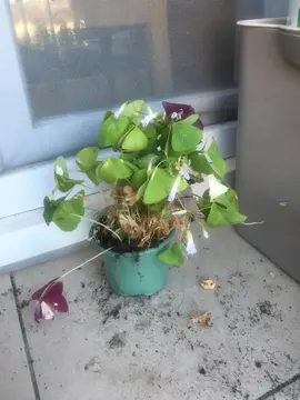 Oxalis