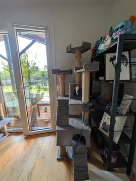 donne arbre à chat