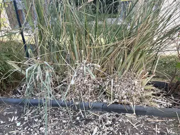 plants d’herbe de la pampa
