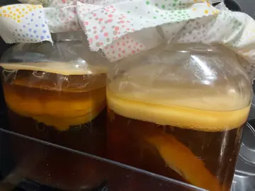 mère Kombucha