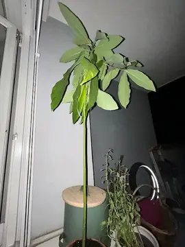 plante avec pot d origine