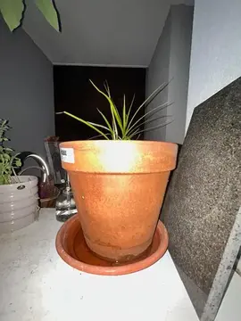 plante avec pot d origine
