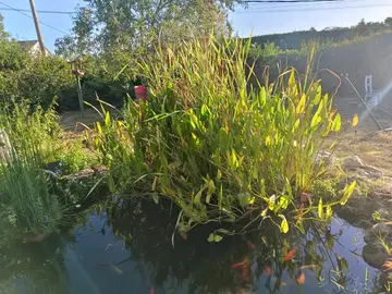 plantes bassin