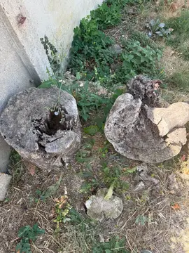 3 souches de bois