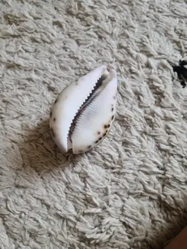 Coquillage décoratif