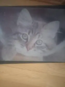 tapis chat