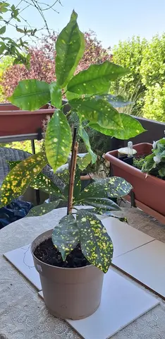 planté d'interieur