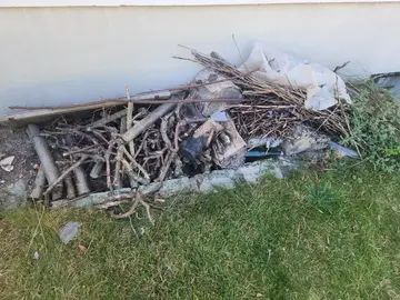 bois, tronc de pommier