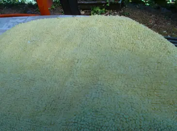 tapis de bain