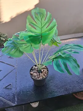 plante en plastique