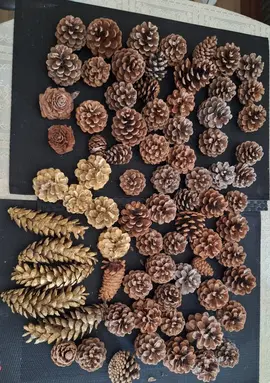 lot de pommes de pin