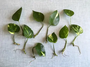Boutures Pothos Golden