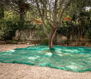 2 filets de récolte des olives