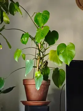 monstera