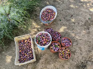 Prunes