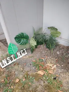 Déco plante