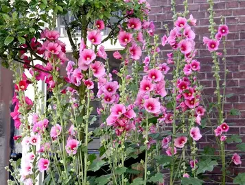 Graines de roses trémières