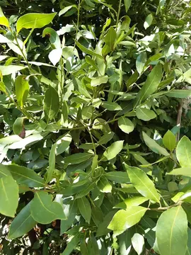 branches de laurier sauce ou laurier noble