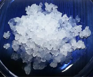 Graines (champignons) pur Kéfir de fruits