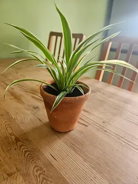 plante arraignee