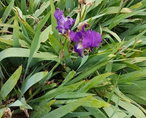 Iris violet foncé contre bons soins