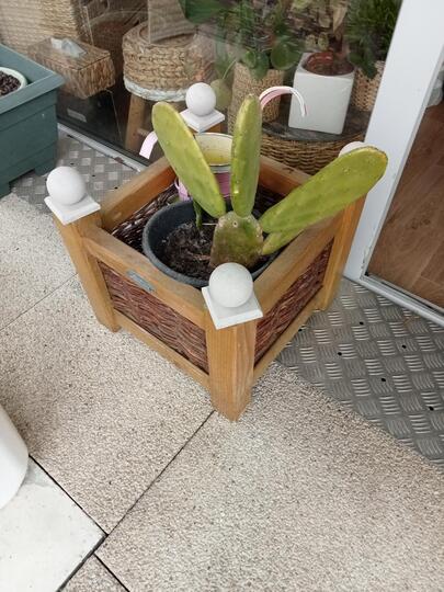 Cactus avec pot