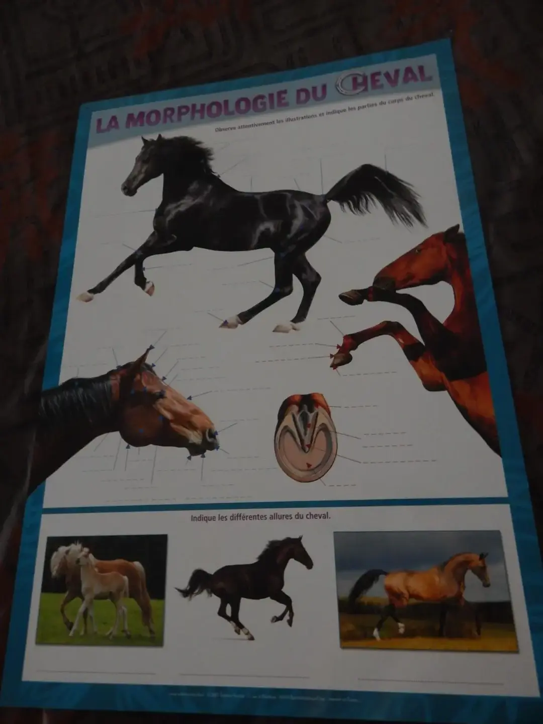 Don n°2