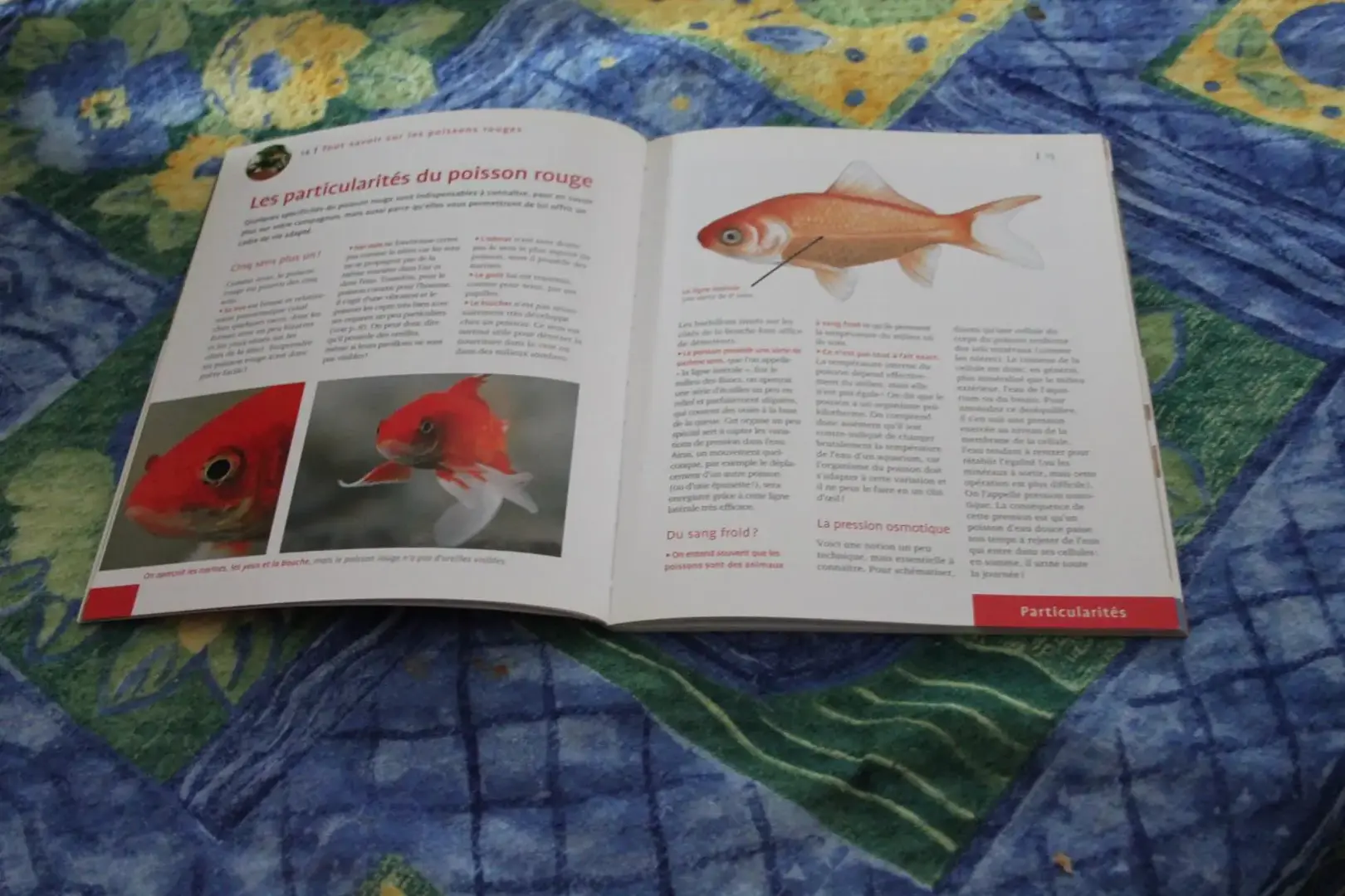 Don n°4