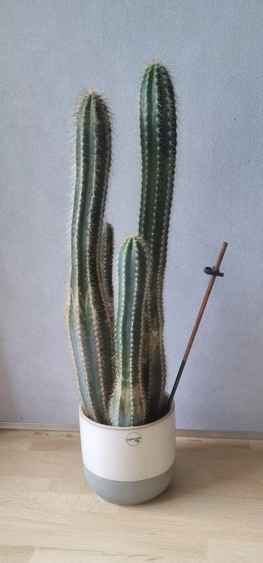 Don n°2