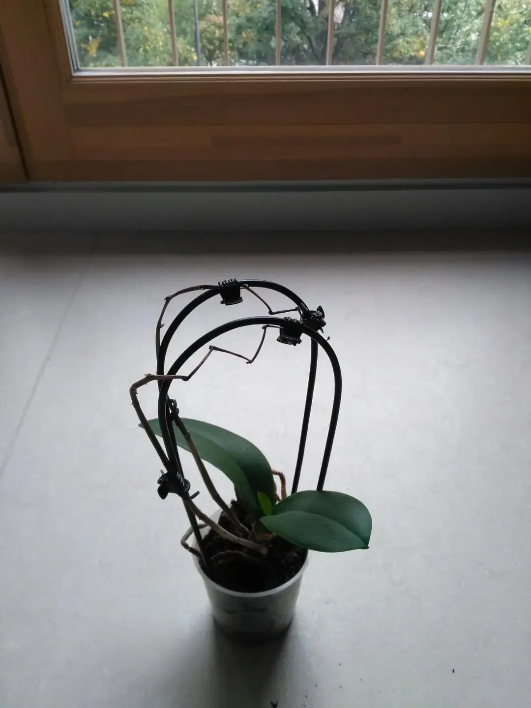 Don n°2