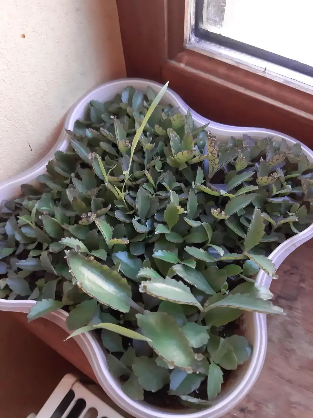 Don n°1